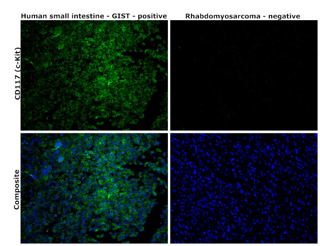 c-Kit Antibody