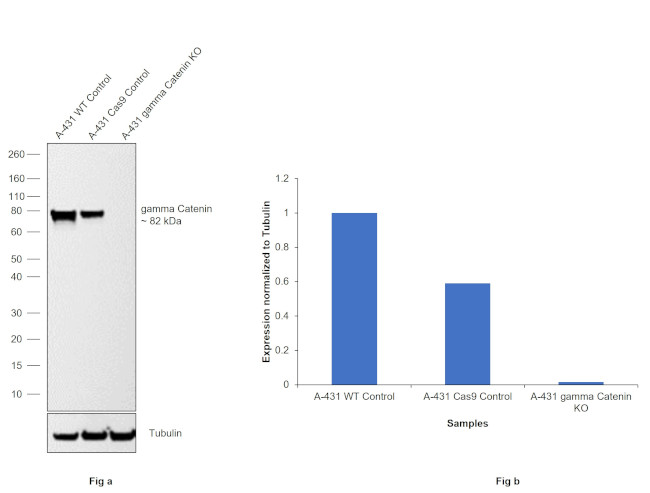 gamma Catenin Antibody in Western Blot (WB)