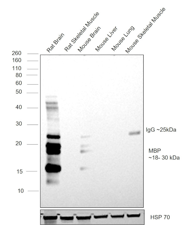 MBP Antibody