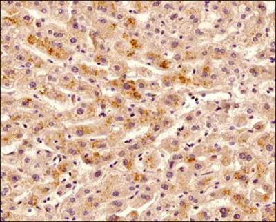 TNFRSF11B Antibody in Immunohistochemistry (Paraffin) (IHC (P))