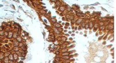 TNFRSF11B Antibody in Immunohistochemistry (Paraffin) (IHC (P))