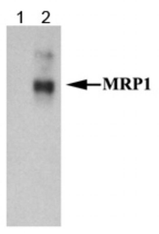 MRP1 Antibody in Western Blot (WB)