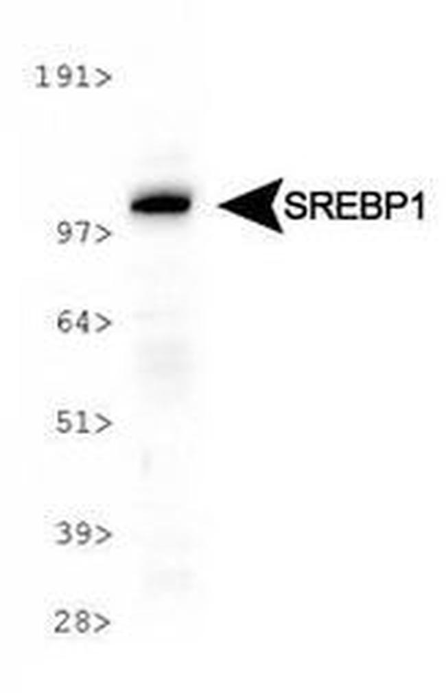 SREBP1 Antibody in Western Blot (WB)