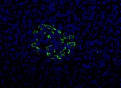 HPa2 Antibody in Immunocytochemistry (ICC/IF)