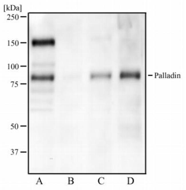 Palladin Antibody in Western Blot (WB)