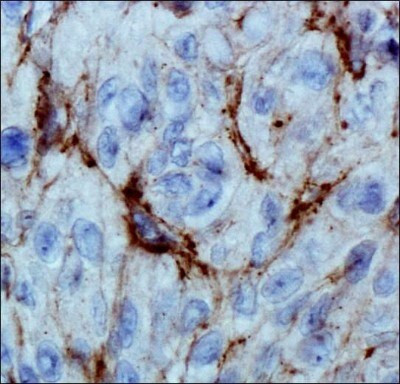 PHD3 Antibody in Immunohistochemistry (Paraffin) (IHC (P))