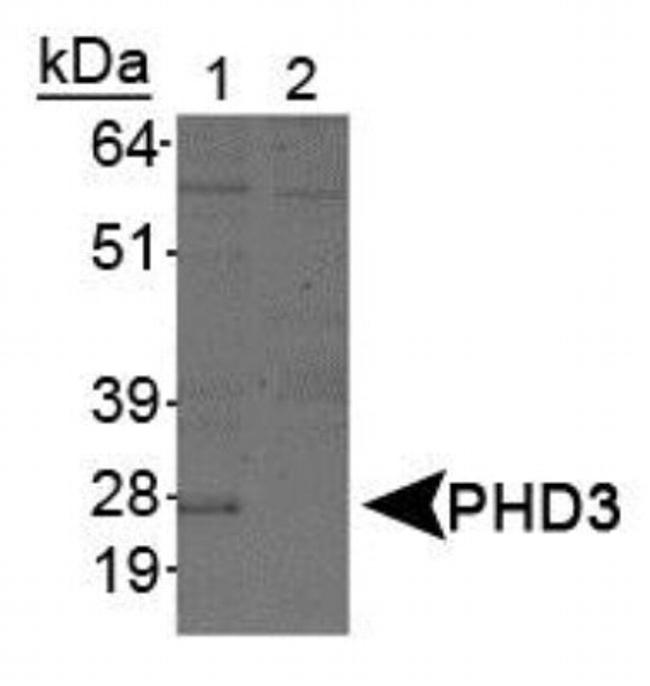 PHD3 Antibody in Western Blot (WB)