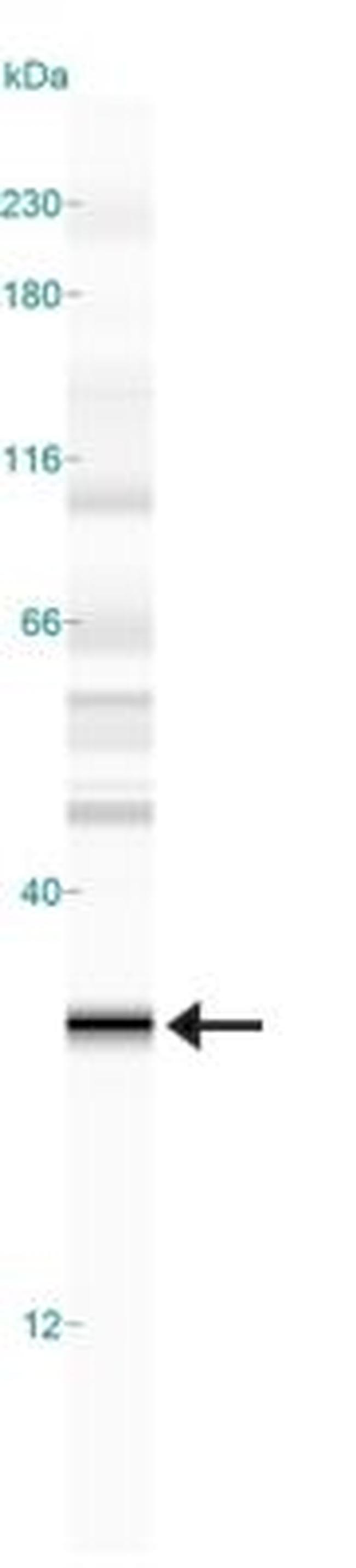 PHD3 Antibody in Western Blot (WB)