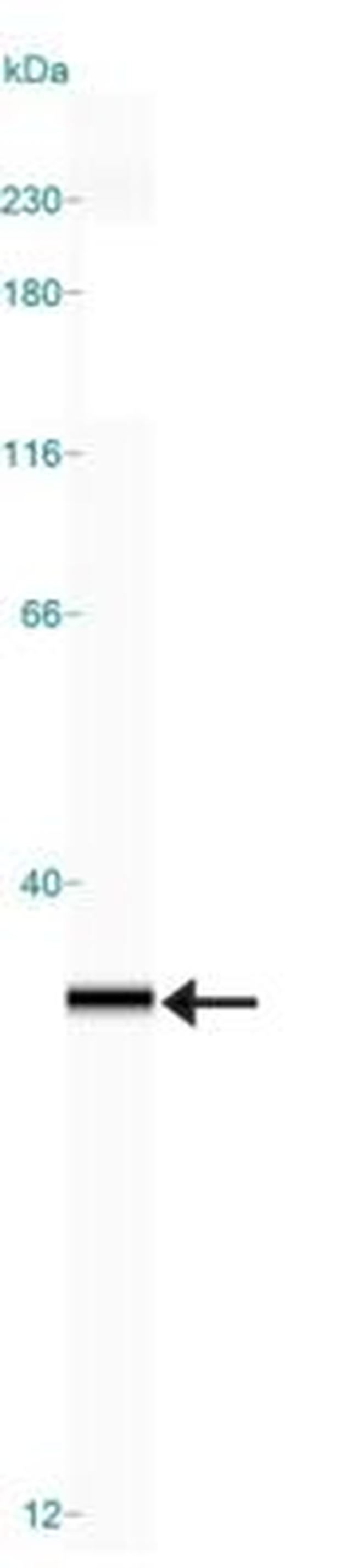 TFAM Antibody in Western Blot (WB)