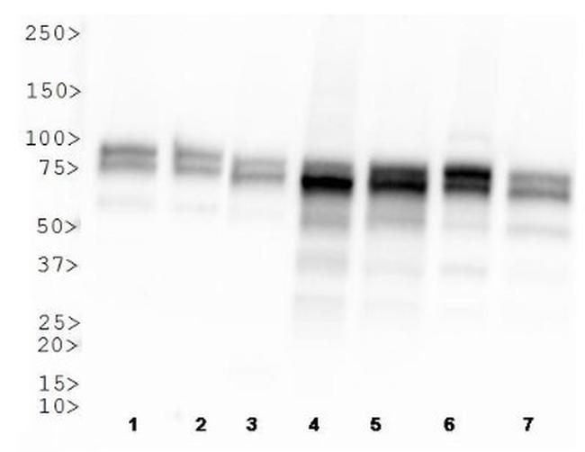 OPA1 Antibody in Western Blot (WB)