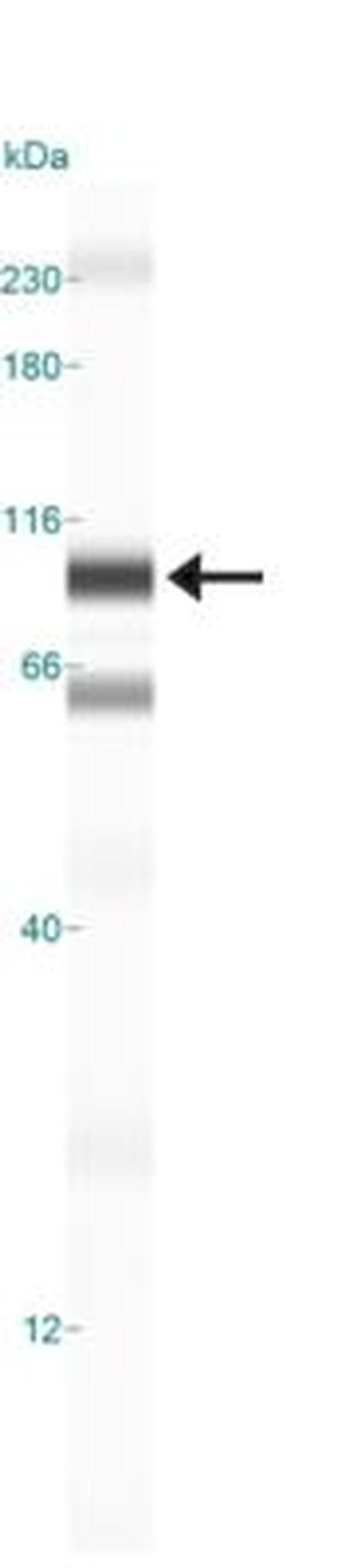 OPA1 Antibody in Western Blot (WB)