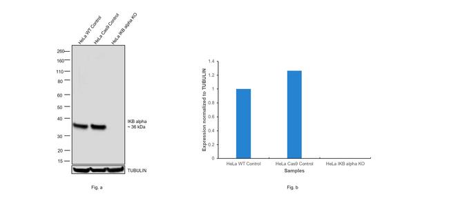 IkB alpha Antibody in Western Blot (WB)