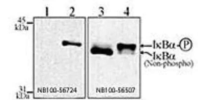 IkB alpha Antibody in Western Blot (WB)