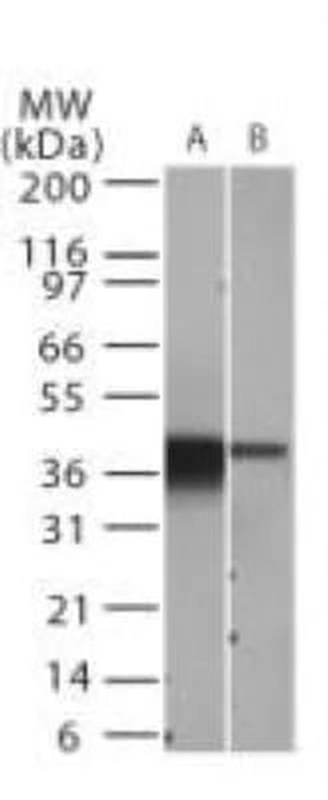 IkB alpha Antibody in Western Blot (WB)