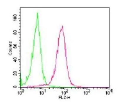 RANK Antibody in Flow Cytometry (Flow)