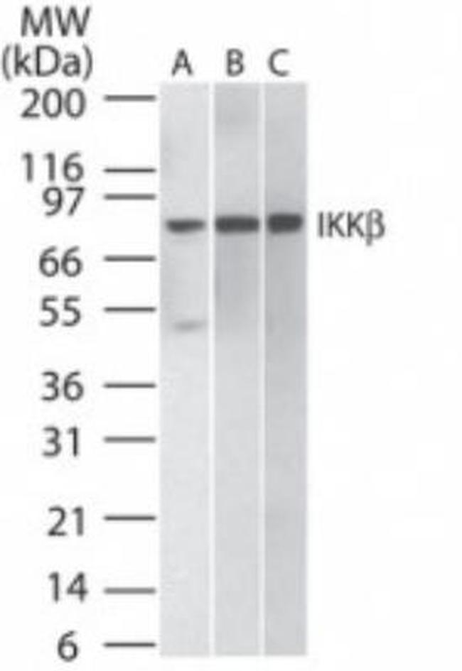 IKK beta Antibody in Western Blot (WB)