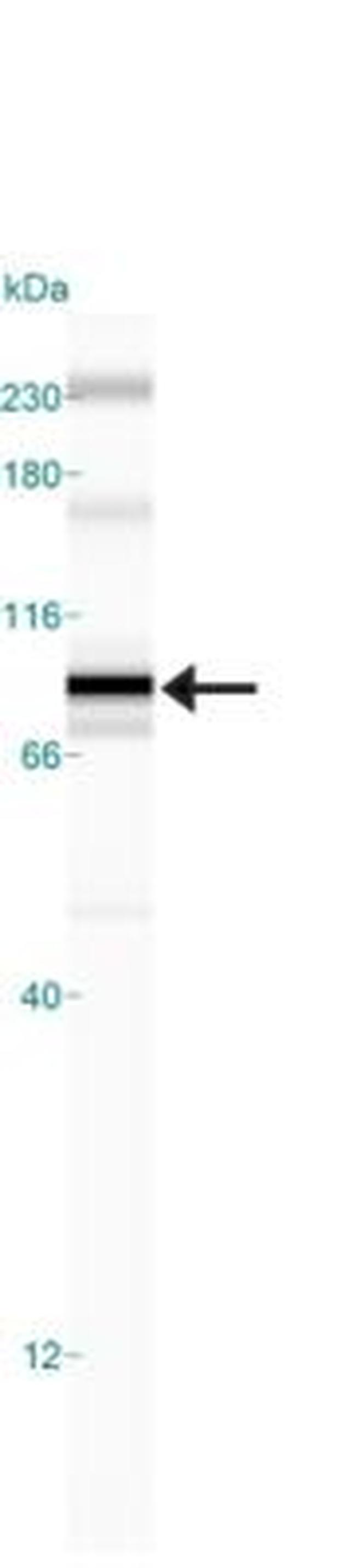 IKK beta Antibody in Western Blot (WB)