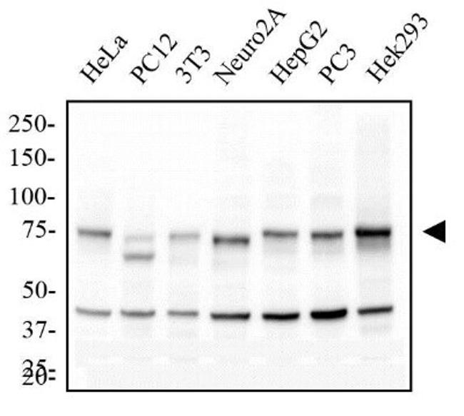 IKK alpha Antibody in Western Blot (WB)