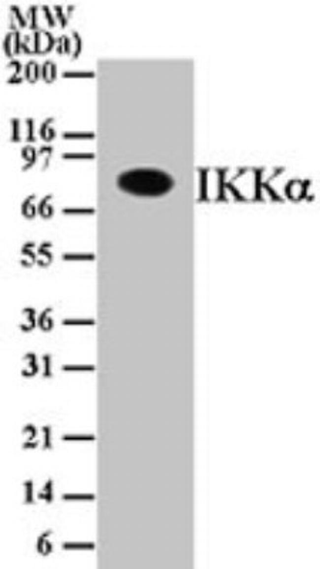 IKK alpha Antibody in Western Blot (WB)