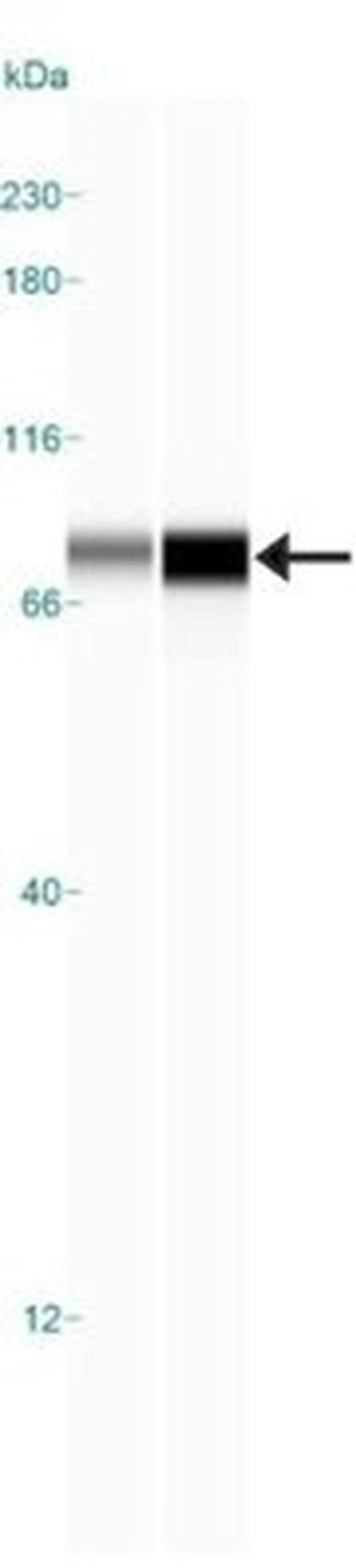 IKK alpha Antibody in Western Blot (WB)