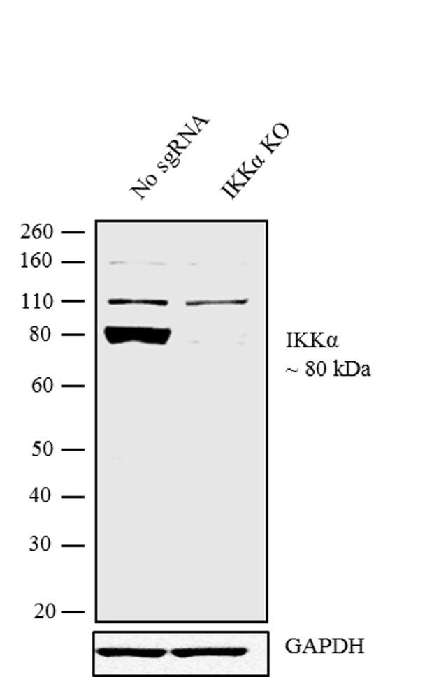 IKK alpha Antibody