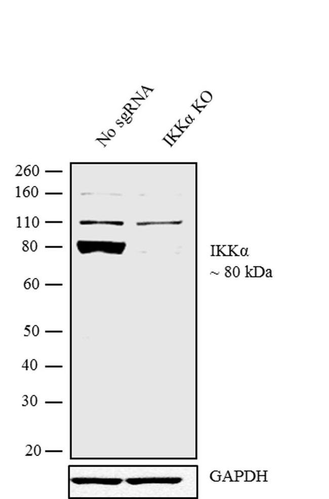 IKK alpha Antibody in Western Blot (WB)