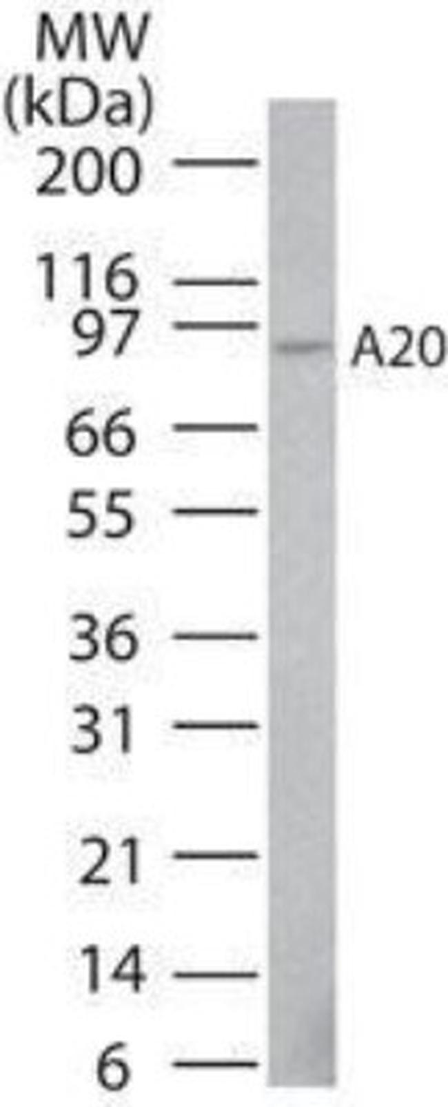 TNFAIP3 Antibody in Western Blot (WB)