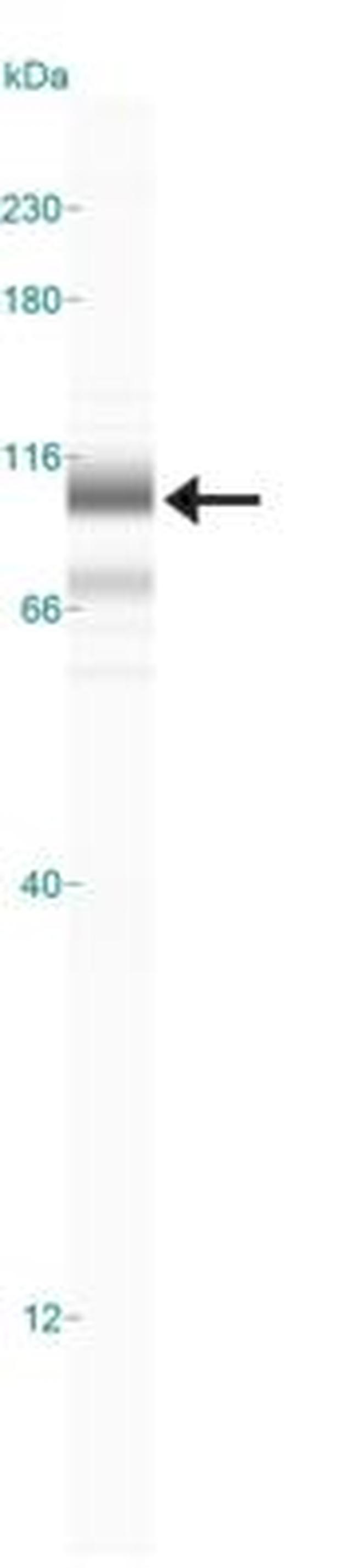 TNFAIP3 Antibody in Western Blot (WB)