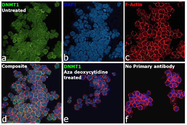 DNMT1 Antibody in Immunocytochemistry (ICC/IF)