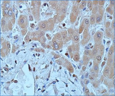 DNMT1 Antibody in Immunohistochemistry (Paraffin) (IHC (P))