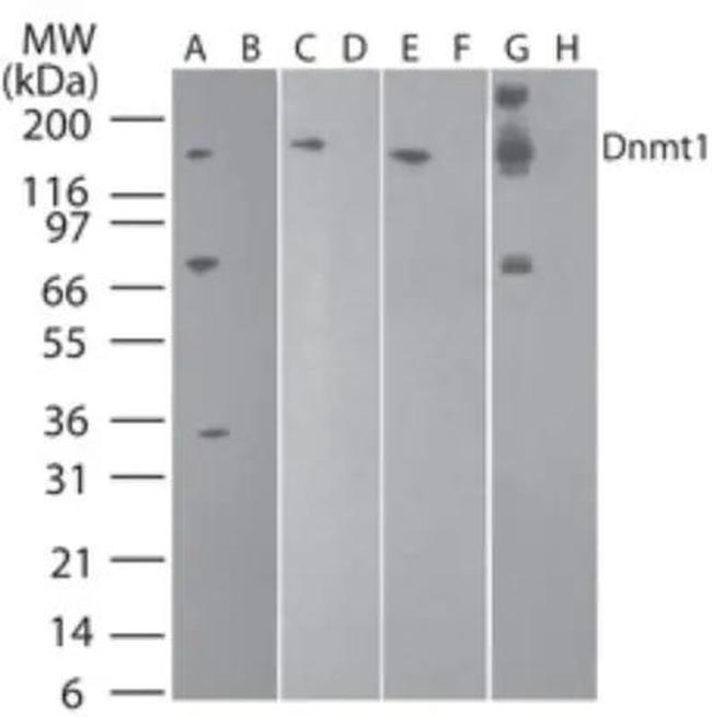 DNMT1 Antibody in Western Blot (WB)