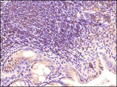 TLR3 Antibody in Immunohistochemistry (Paraffin) (IHC (P))