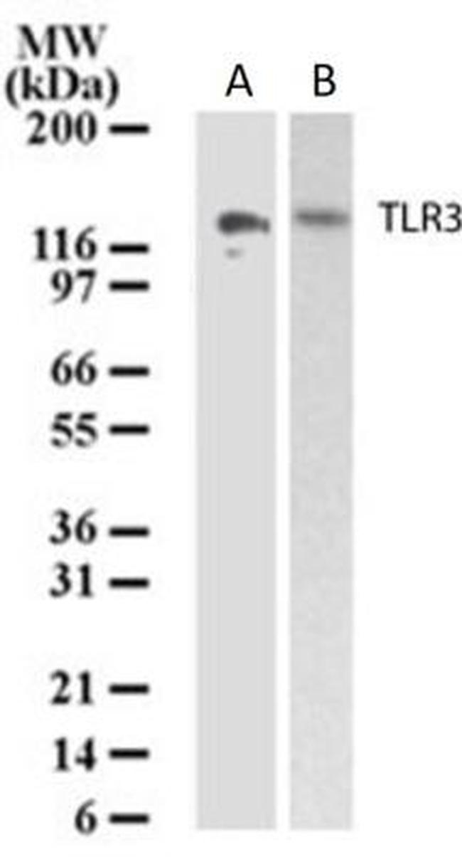 TLR3 Antibody in Western Blot (WB)