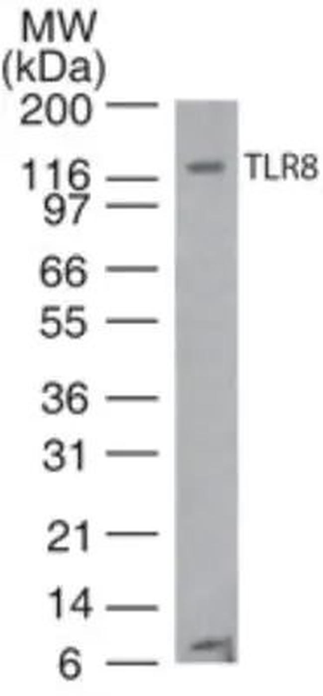 TLR8 Antibody in Western Blot (WB)