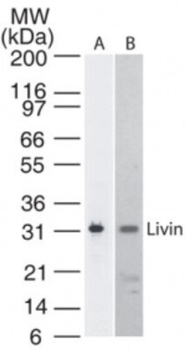 Livin Antibody in Western Blot (WB)