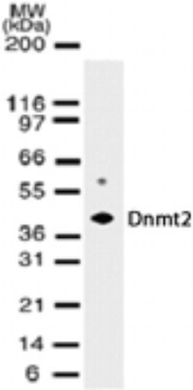 Dnmt2 Antibody in Western Blot (WB)