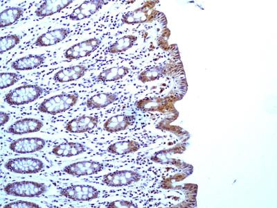 Caspase 1 Antibody in Immunohistochemistry (Paraffin) (IHC (P))