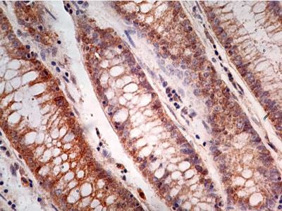 Caspase 1 Antibody in Immunohistochemistry (Paraffin) (IHC (P))