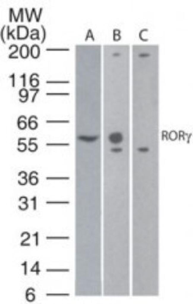 ROR gamma Antibody in Western Blot (WB)