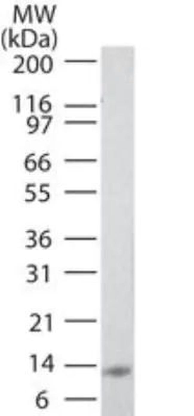 IL-25 Antibody in Western Blot (WB)