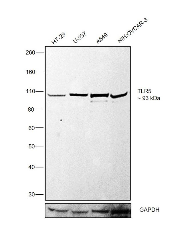 TLR5 Antibody in Western Blot (WB)