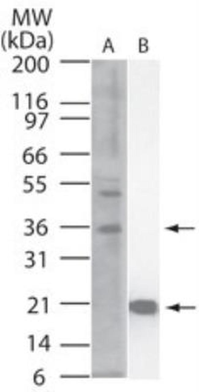 IL-33 Antibody in Western Blot (WB)