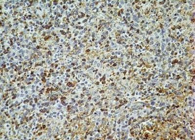 AGR2 Antibody in Immunohistochemistry (Paraffin) (IHC (P))