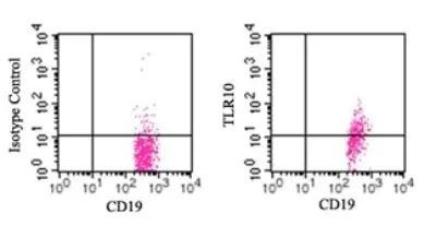 TLR10 Antibody in Flow Cytometry (Flow)