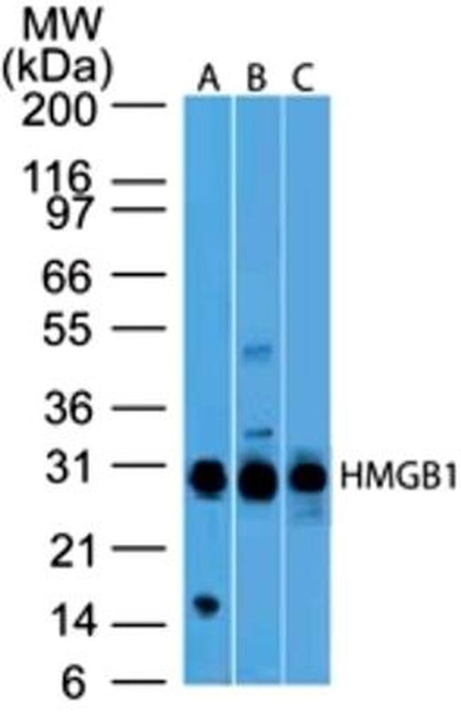 HMGB1 Antibody in Western Blot (WB)