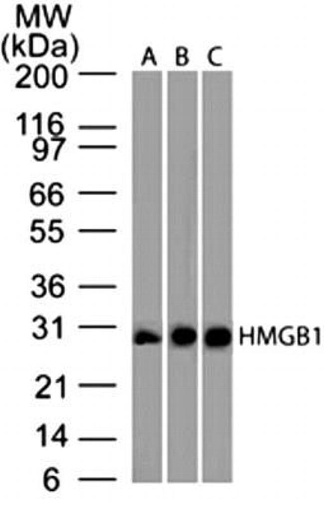 HMGB1 Antibody in Western Blot (WB)