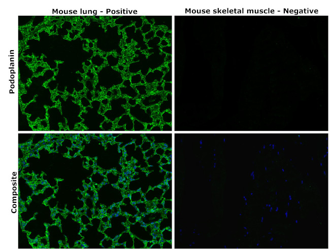 Podoplanin Antibody in Immunohistochemistry (Paraffin) (IHC (P))