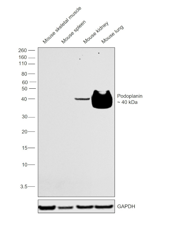 Podoplanin Antibody