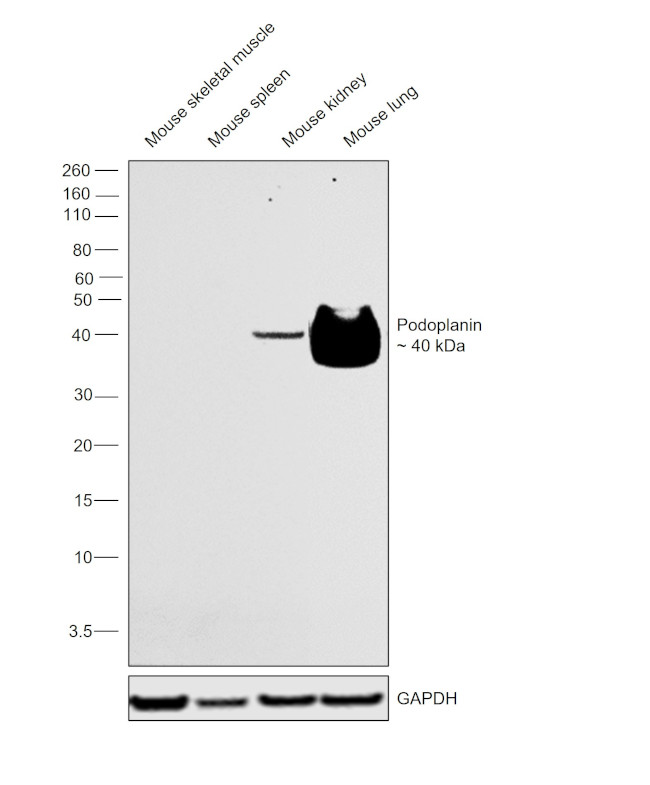 Podoplanin Antibody in Western Blot (WB)