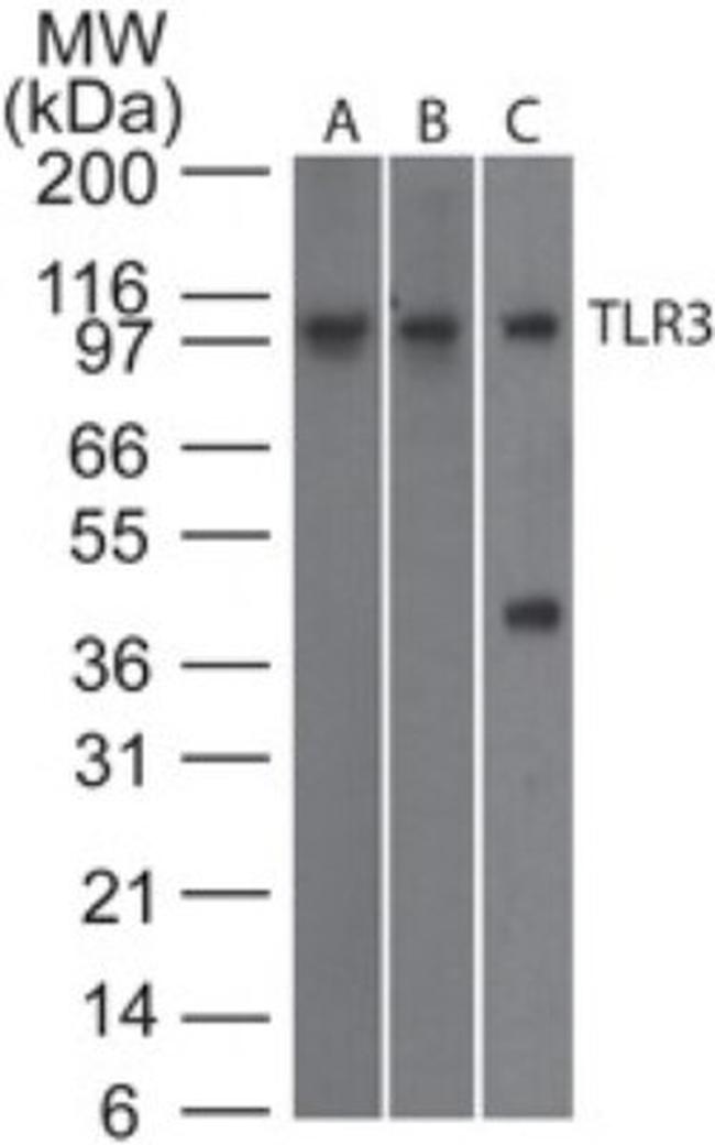 TLR3 Antibody in Western Blot (WB)